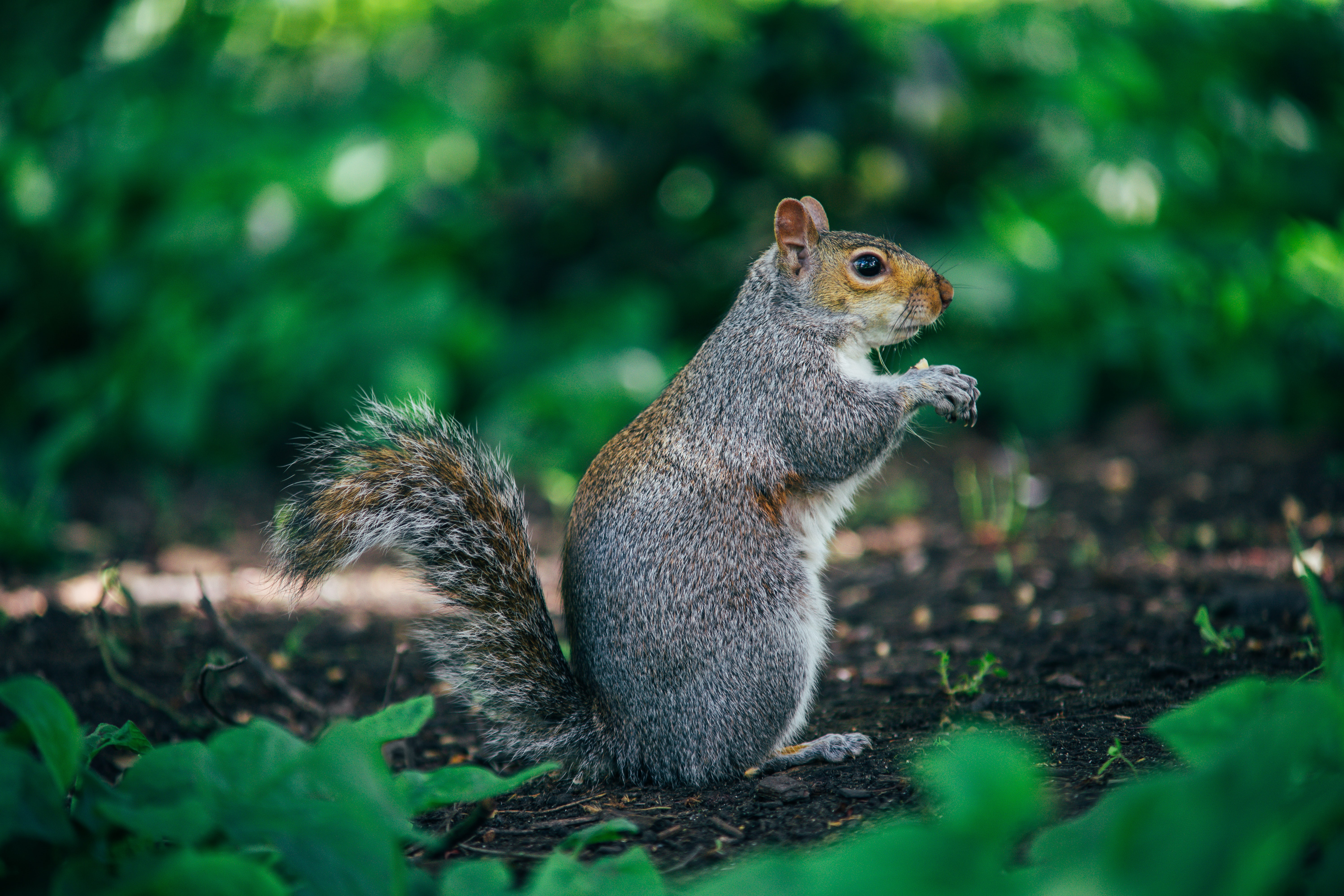 Обои природа, профиль, серая, белка, зеленый фон, боке, nature, profile, grey, protein, green background, bokeh разрешение 6000x4000 Загрузить