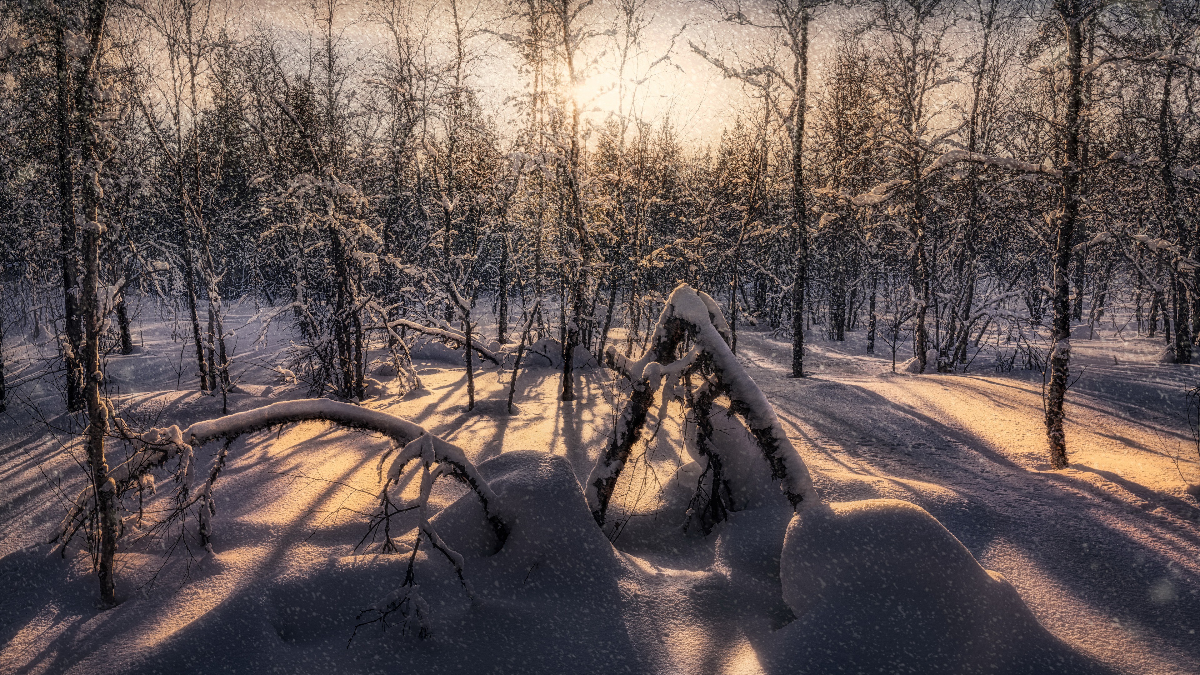 Обои снег, лес, snow, forest разрешение 3840x2160 Загрузить