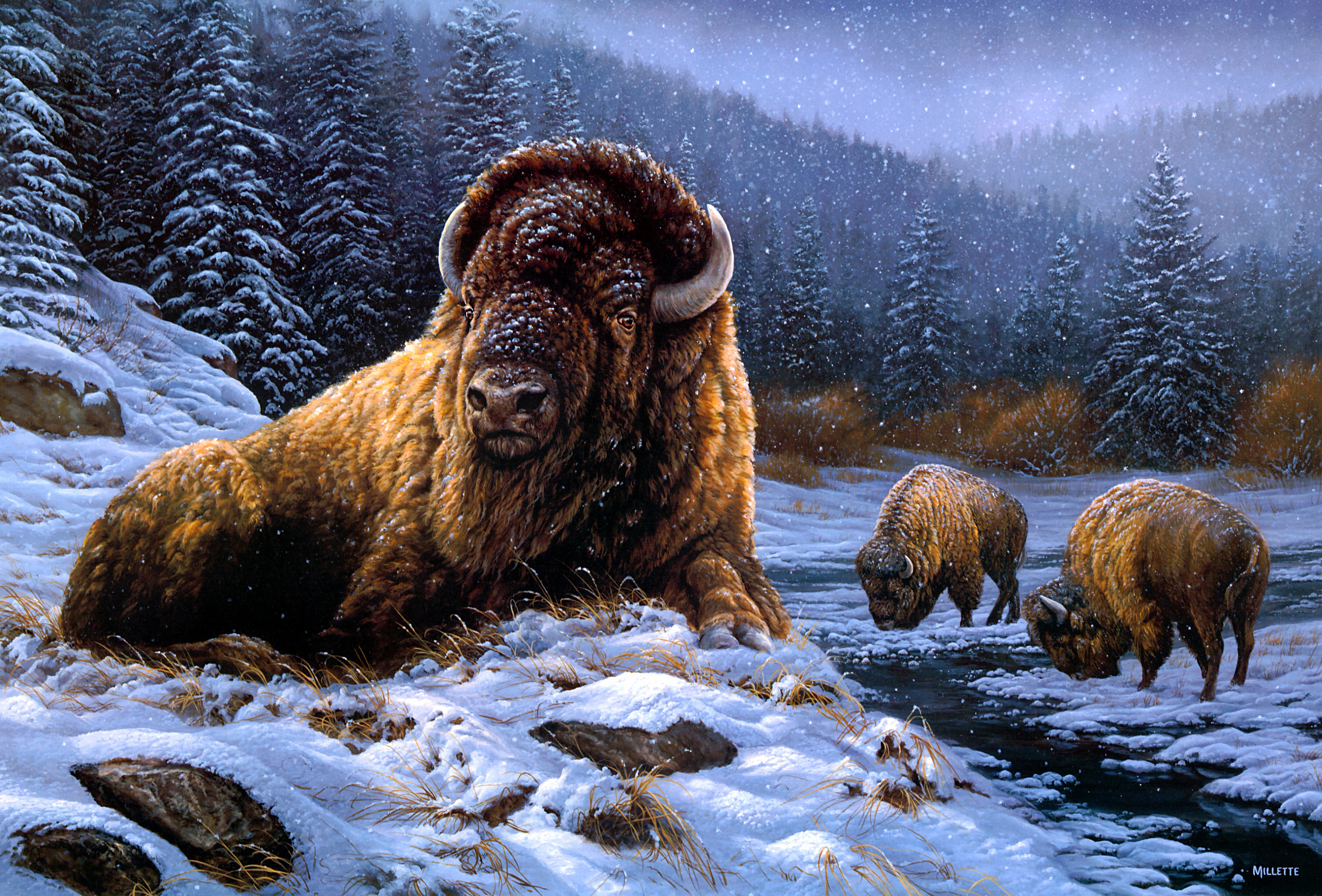 Обои снег, зима, бизоны, бизон, snow, winter, buffalo разрешение 3003x2036 Загрузить