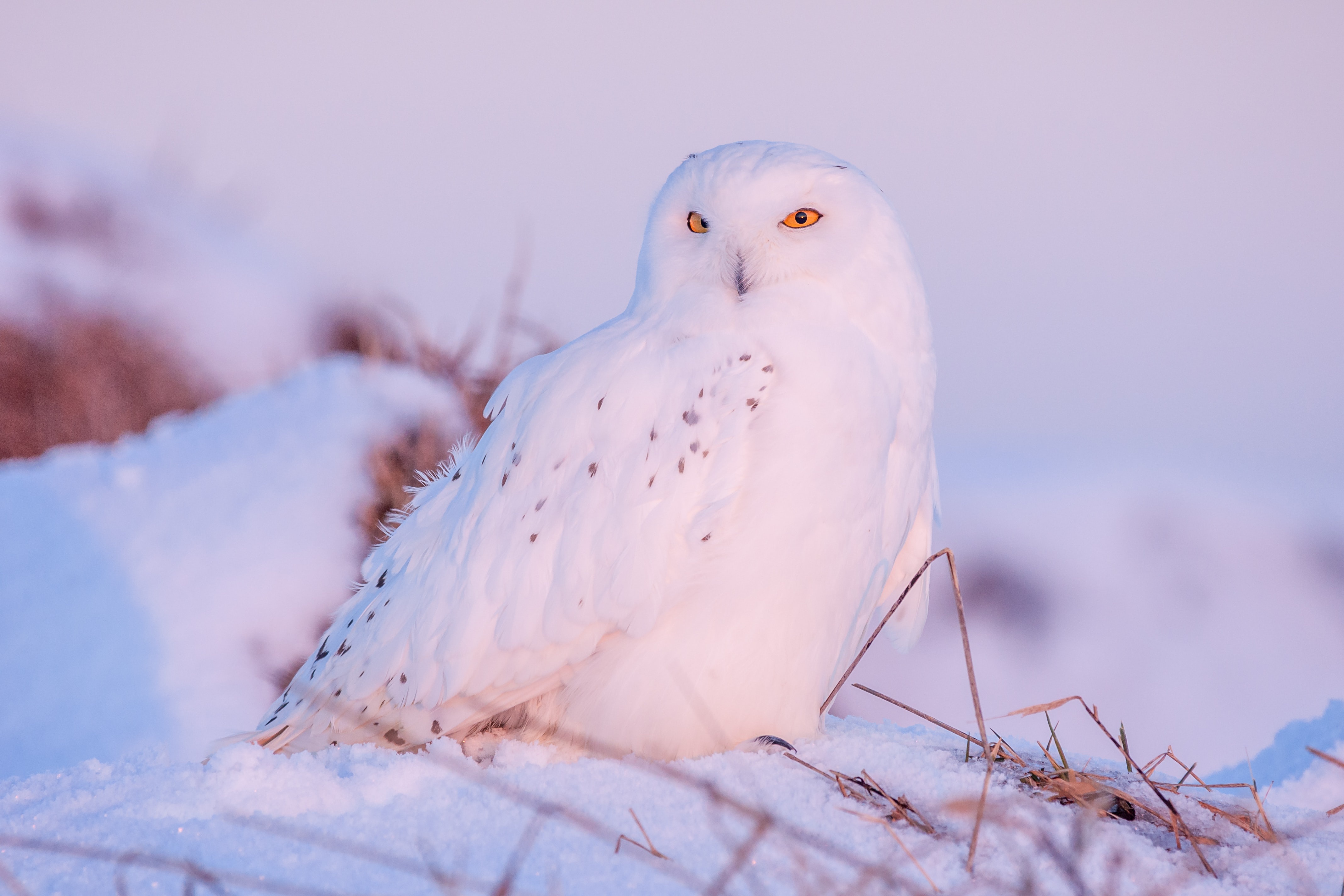 Обои сова, снег, зима, птица, клюв, перья, полярная сова, белая сова, owl, snow, winter, bird, beak, feathers, snowy owl, white owl разрешение 4272x2848 Загрузить