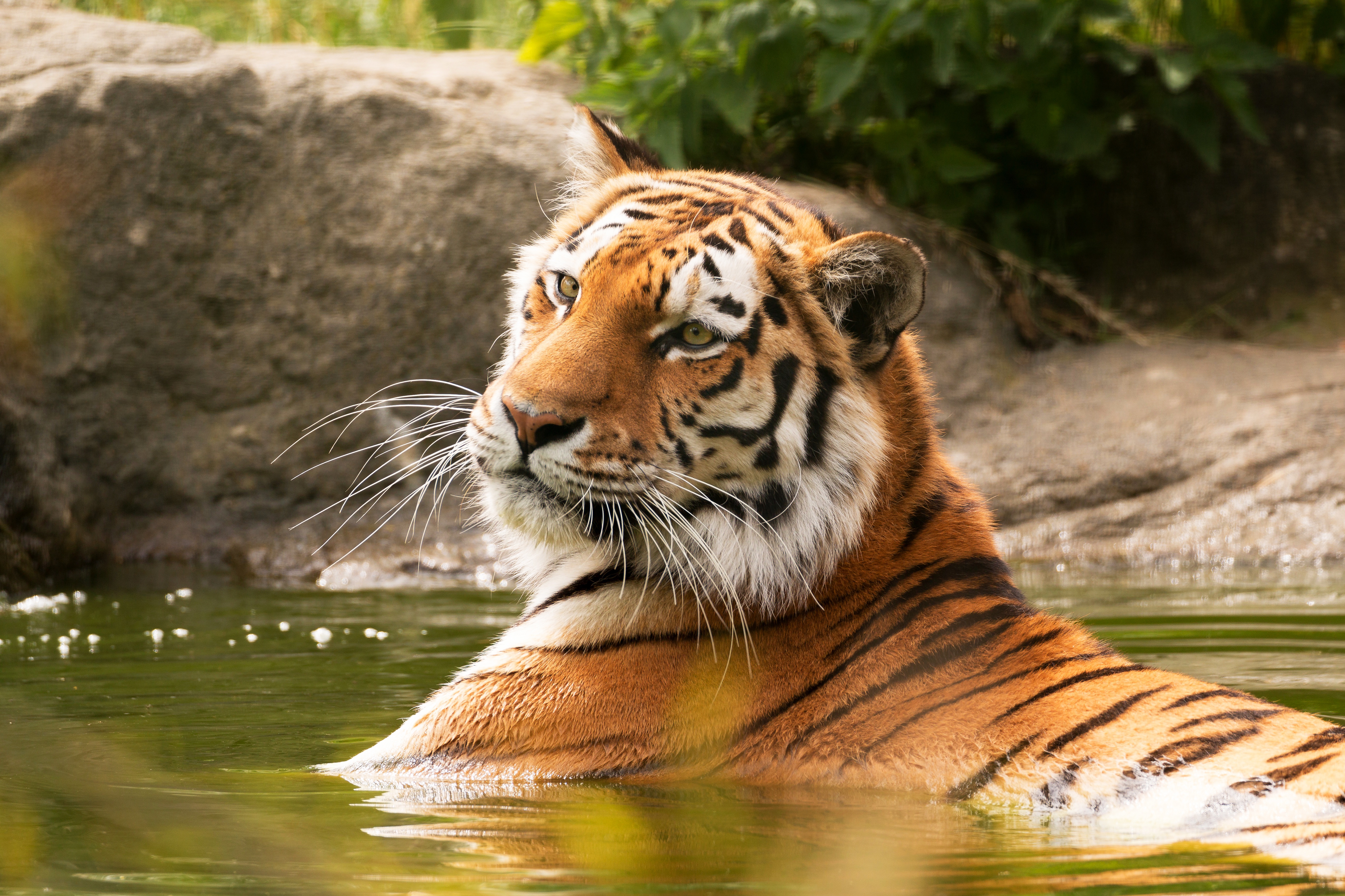 Обои тигр, морда, водоем, купание, tiger, face, pond, bathing разрешение 5472x3648 Загрузить