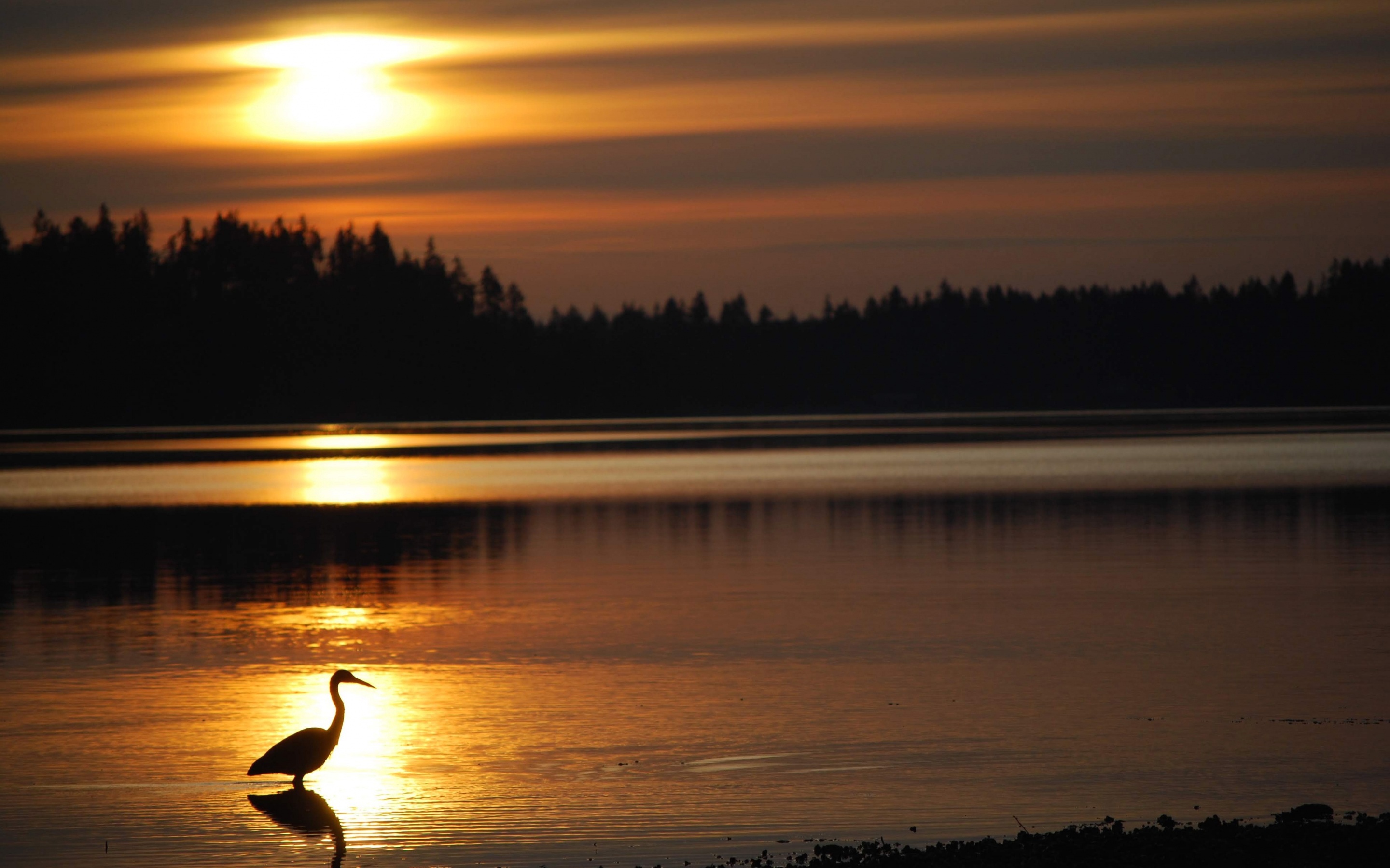 Обои вечер, озеро, солнце, закат, птица, куст, цапля, the evening, lake, the sun, sunset, bird, bush, heron разрешение 2880x1800 Загрузить