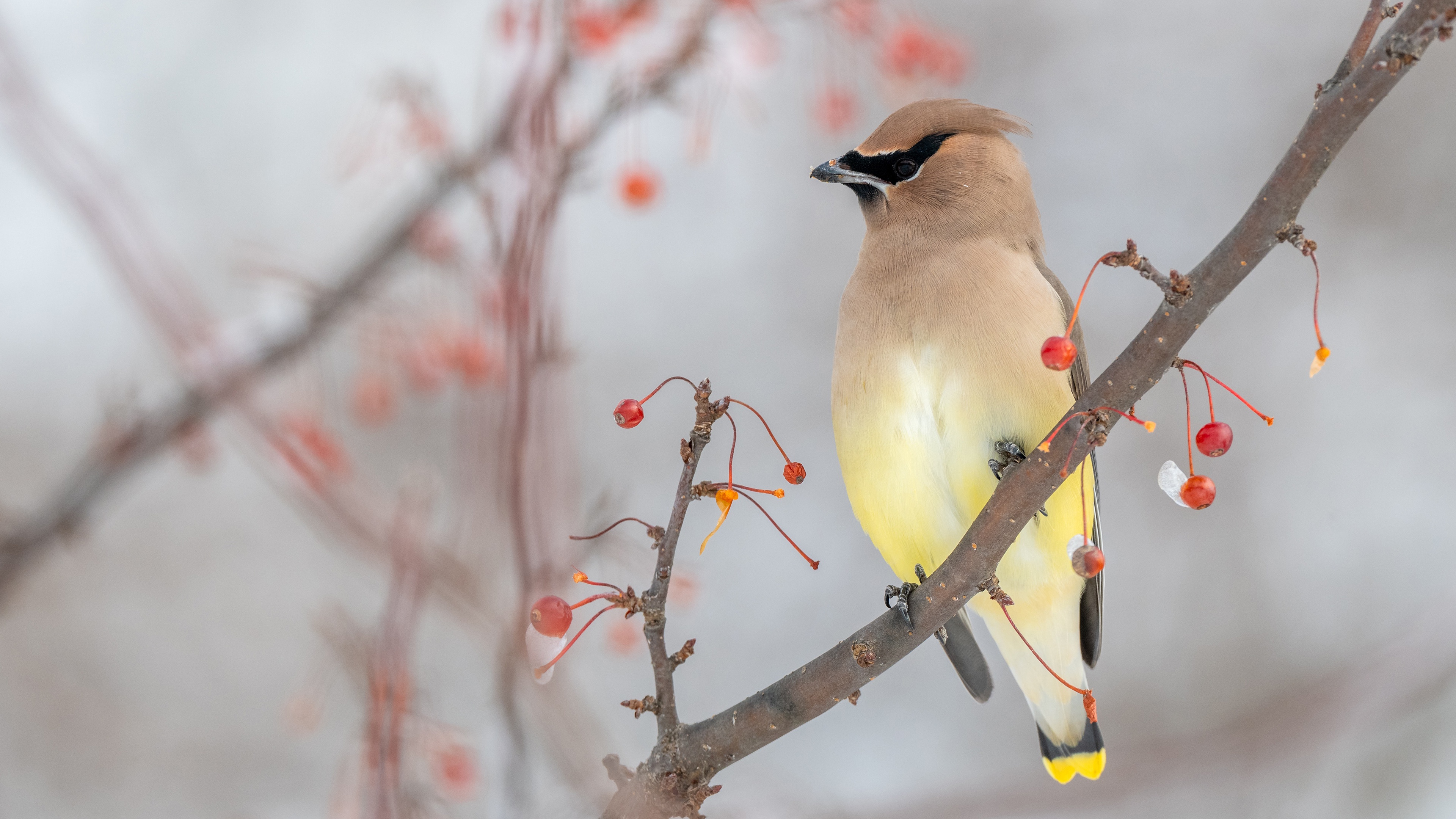 Обои зима, ветки, птица, ягоды, боке, размытый фон, свиристель, winter, branches, bird, berries, bokeh, blurred background, the waxwing разрешение 3840x2160 Загрузить