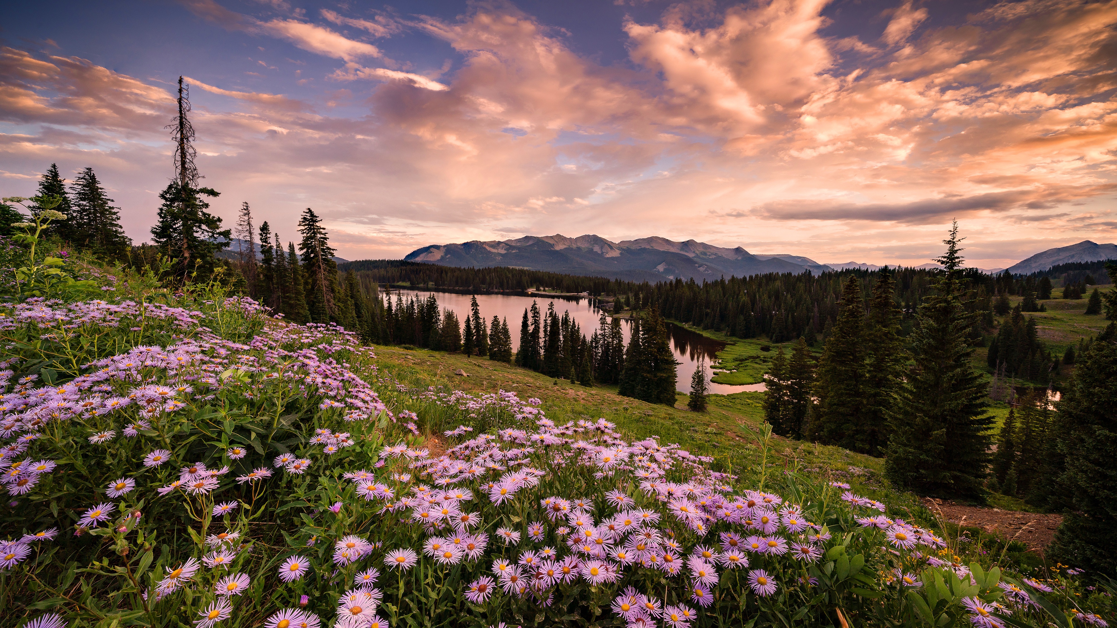 Колорадо штат природа цветы