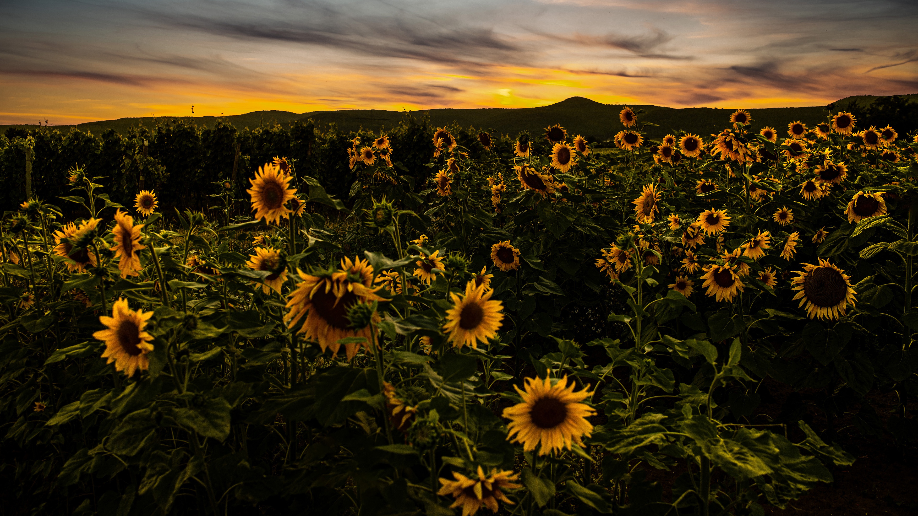 Обои цветы, вечер, холмы, закат, поле, подсолнухи, flowers, the evening, hills, sunset, field, sunflowers разрешение 3840x2160 Загрузить