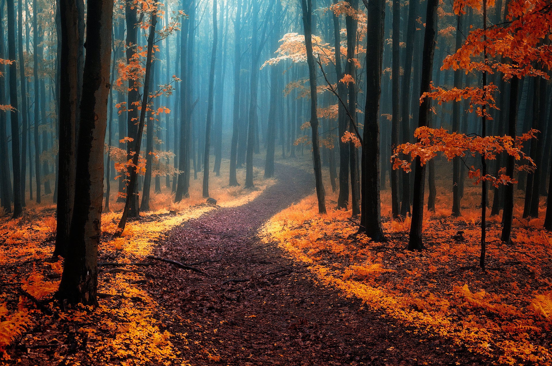 Обои деревья, природа, лес, туман, осень, тропинка, trees, nature, forest, fog, autumn, path разрешение 1920x1275 Загрузить