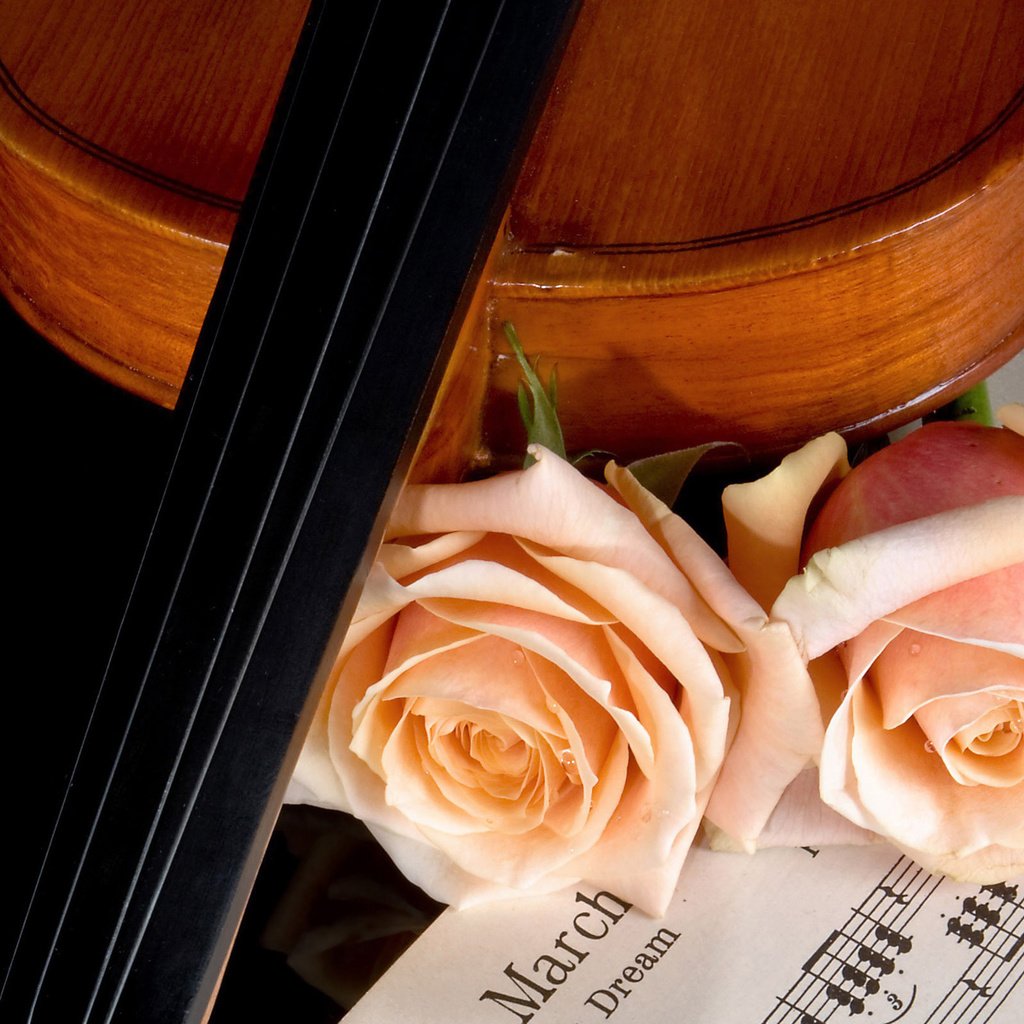 Обои розы, ноты, скрипка, музыка, красота, roses, notes, violin, music, beauty разрешение 2560x1600 Загрузить