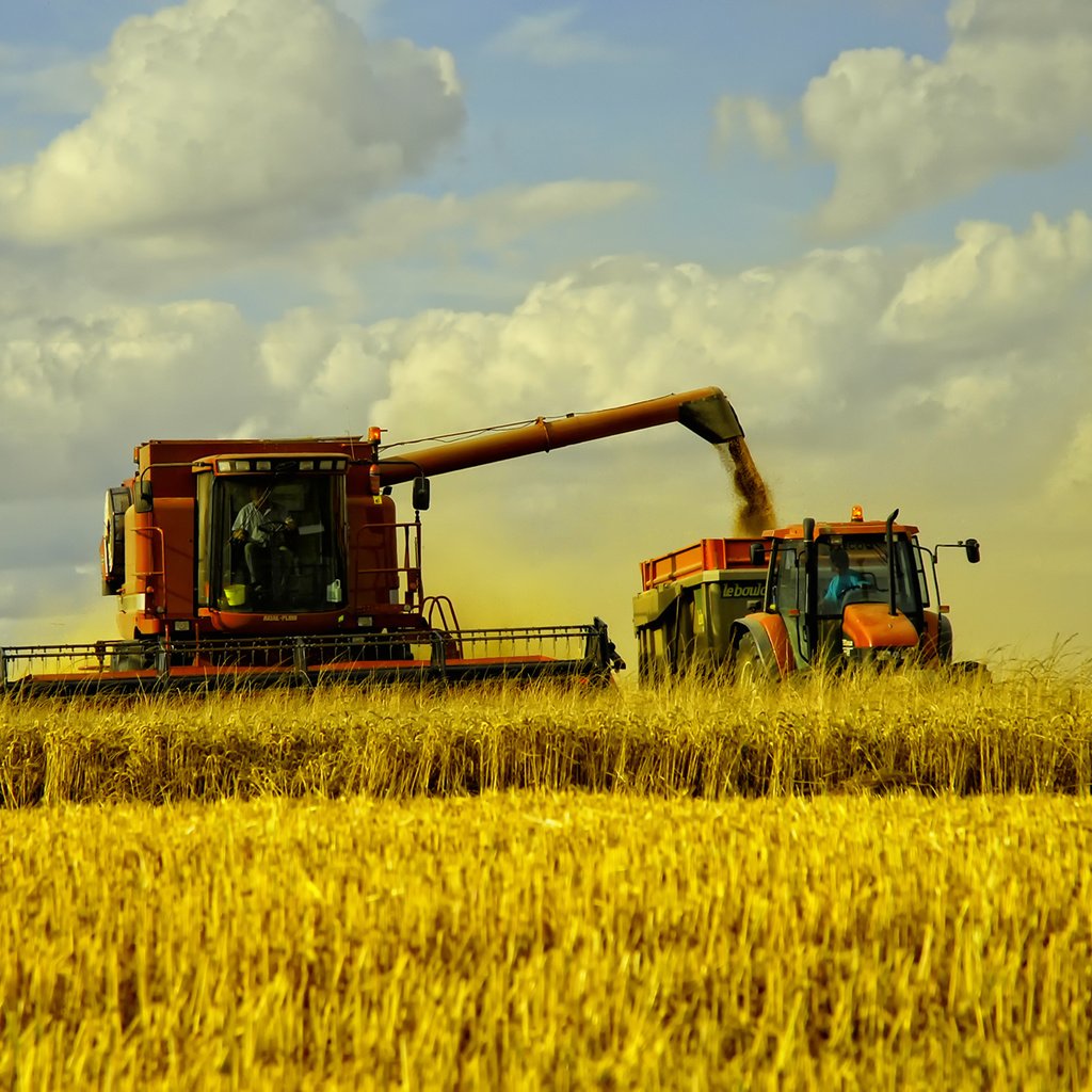 Обои трава, пейзаж, поле, сено, пшеница, машины, fields, осен, сбор урожая, the harvest, grass, landscape, field, hay, wheat, machine, autumn разрешение 1920x1200 Загрузить