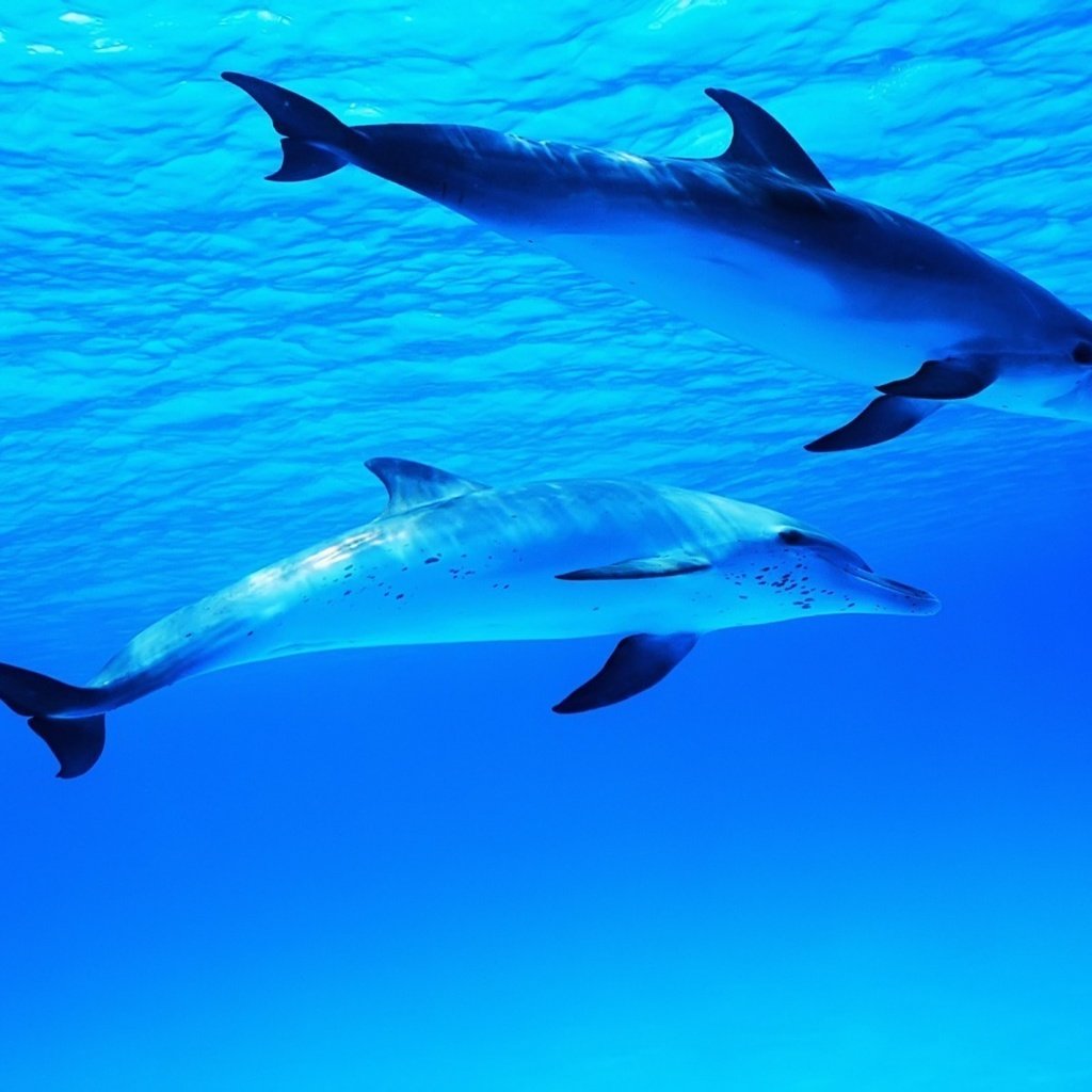 Обои море, миры, океан, два, подводные, дельфины, плывут, дельфина, sea, worlds, the ocean, two, underwater, dolphins, float, dolphin разрешение 1920x1200 Загрузить