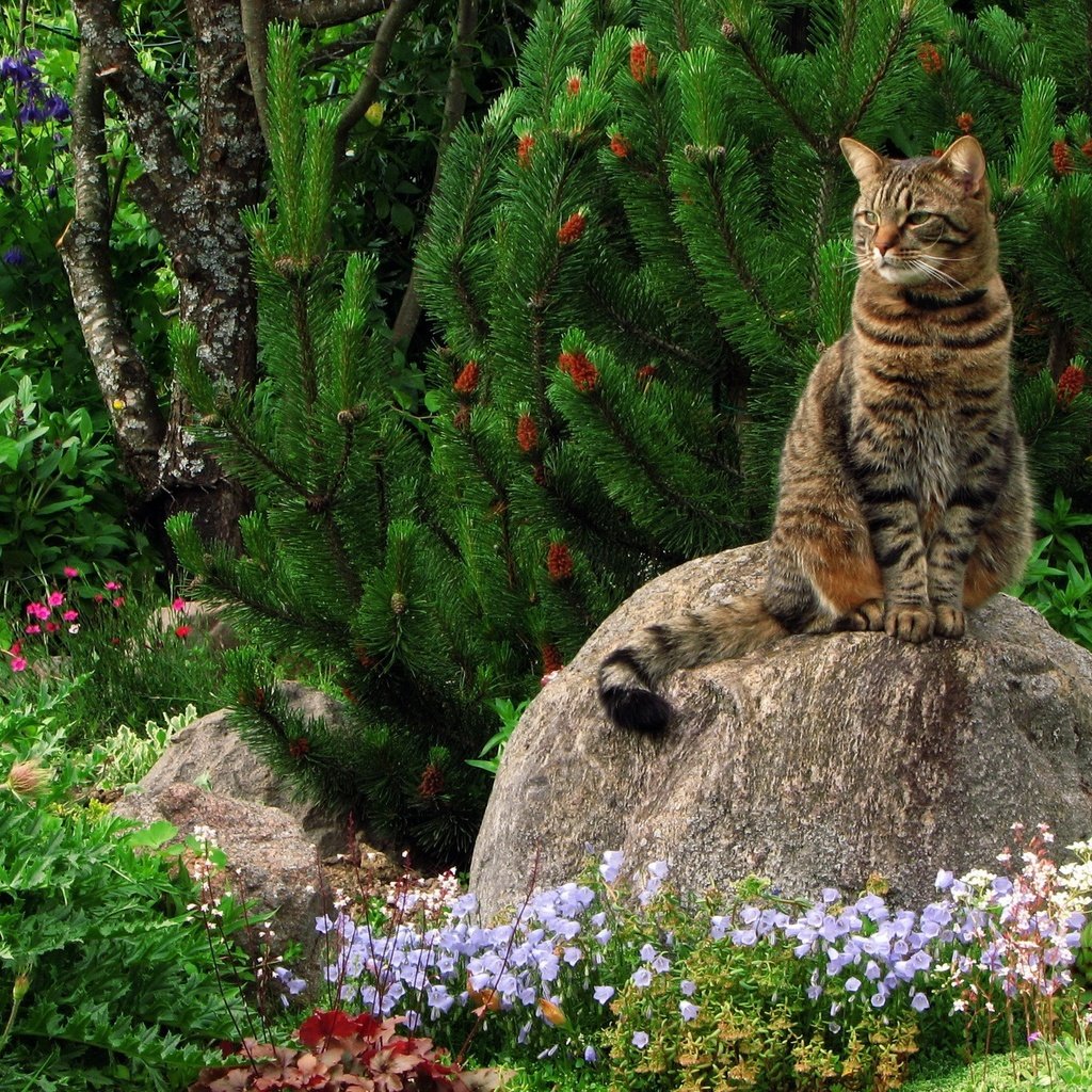 Обои трава, зелень, растения, кот, кошка, камень, кошак, grass, greens, plants, cat, stone, koshak разрешение 1920x1440 Загрузить