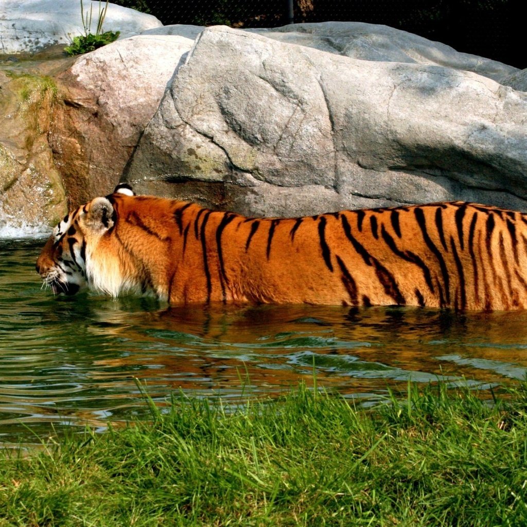 Обои тигр, водоем, купание, tiger, pond, bathing разрешение 1920x1200 Загрузить