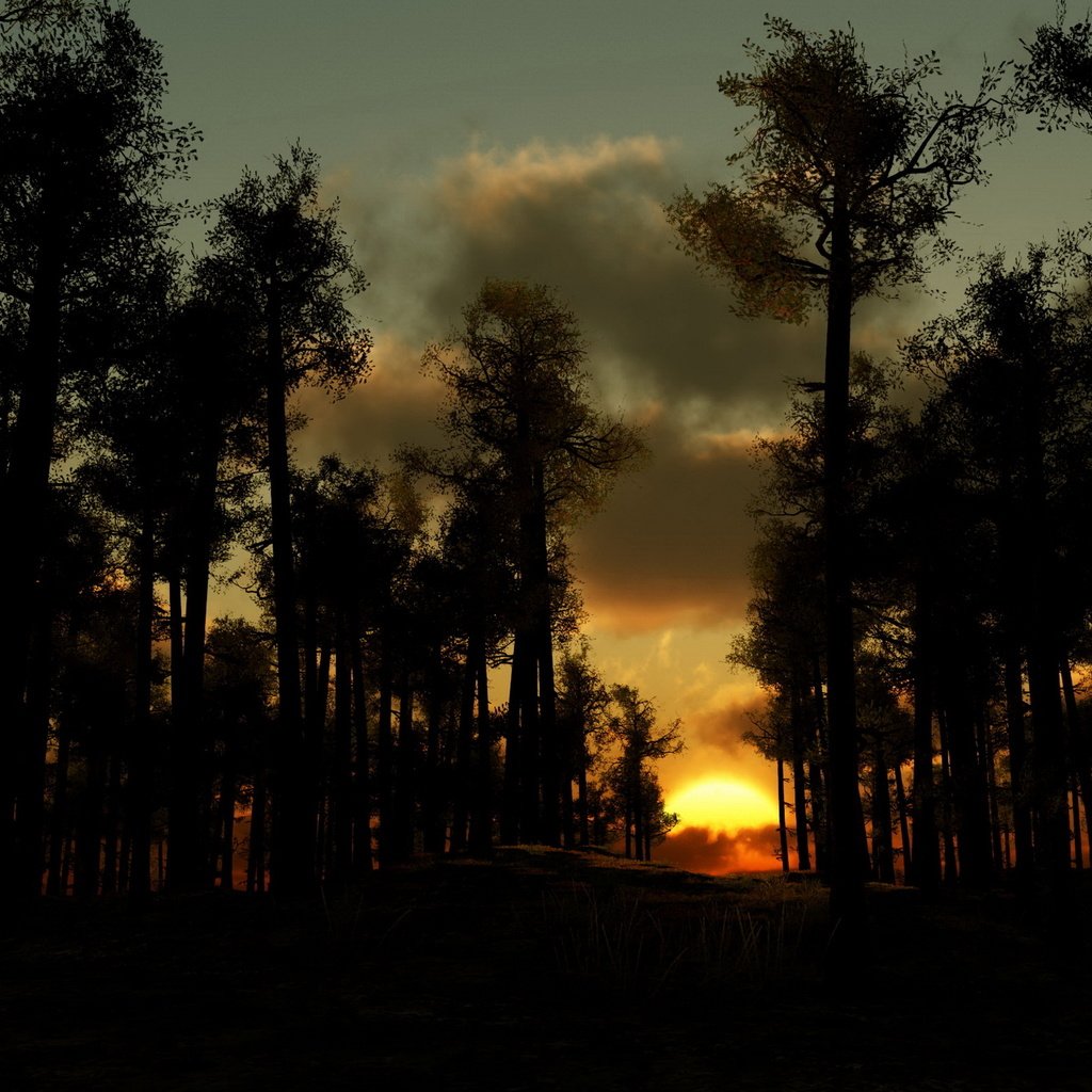 Обои деревья, вечер, лес, тучи, закат солнца, trees, the evening, forest, clouds, sunset разрешение 2560x1577 Загрузить