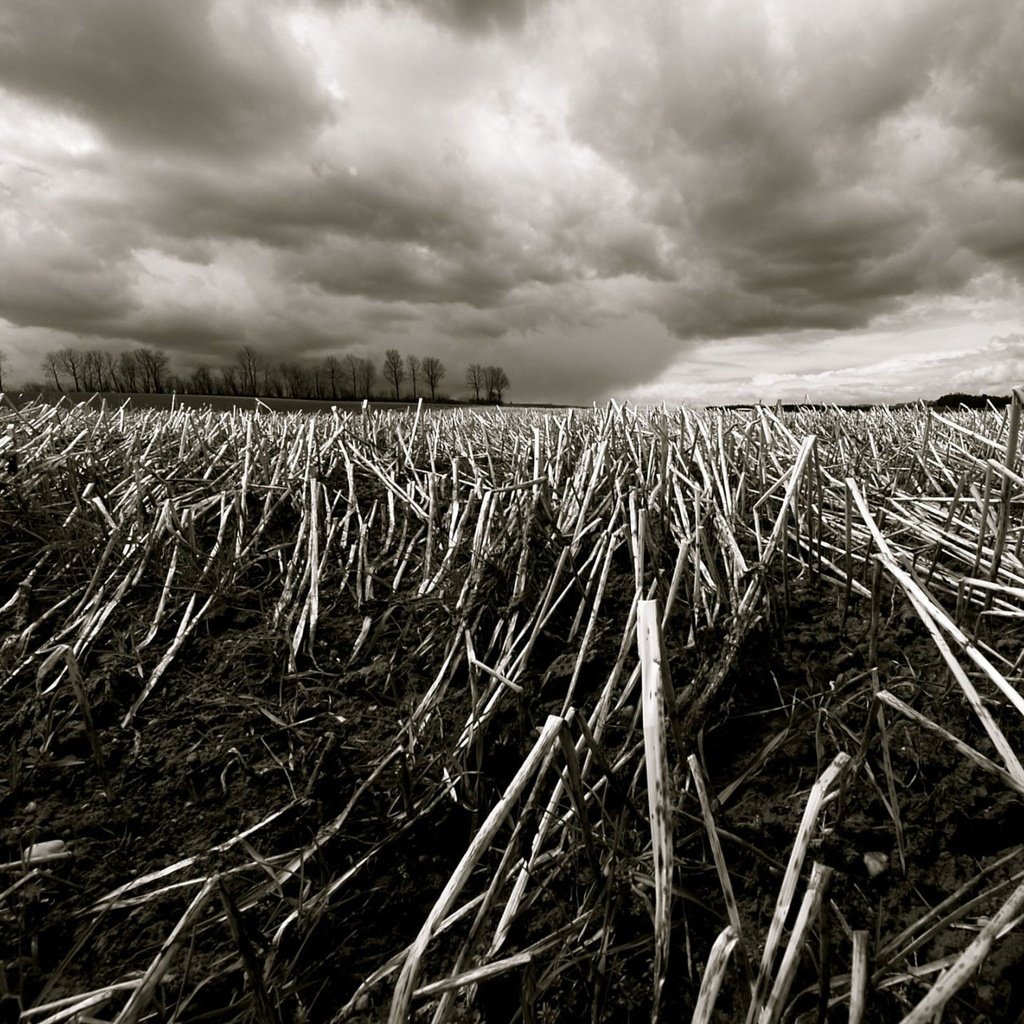 Обои трава, деревья, поле, ветки, осень, grass, trees, field, branches, autumn разрешение 1920x1440 Загрузить