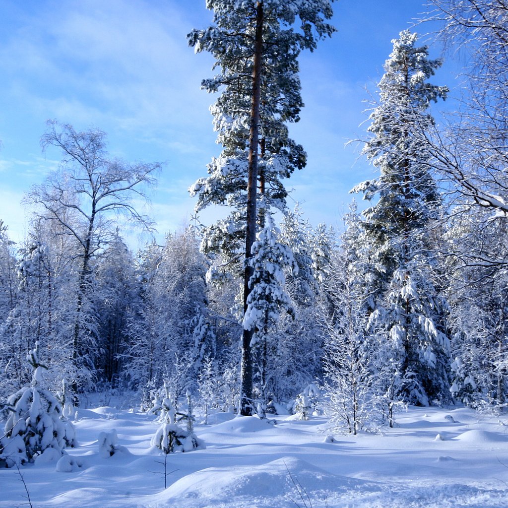 Обои снег, лес, зима, много, snow, forest, winter, a lot разрешение 1920x1200 Загрузить