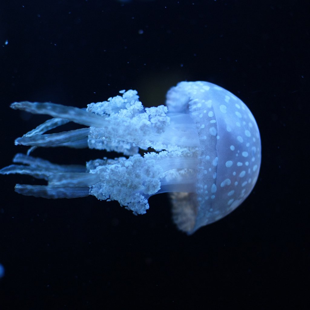 Обои вода, море, медузы, ультрафиолет, water, sea, jellyfish, ultraviolet разрешение 1920x1200 Загрузить