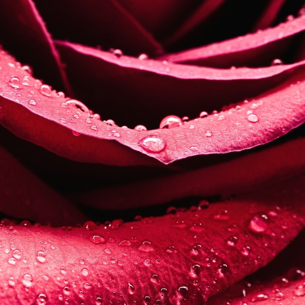 Обои роса, капли, роза, лепестки, rosa, drops, rose, petals разрешение 2560x1600 Загрузить