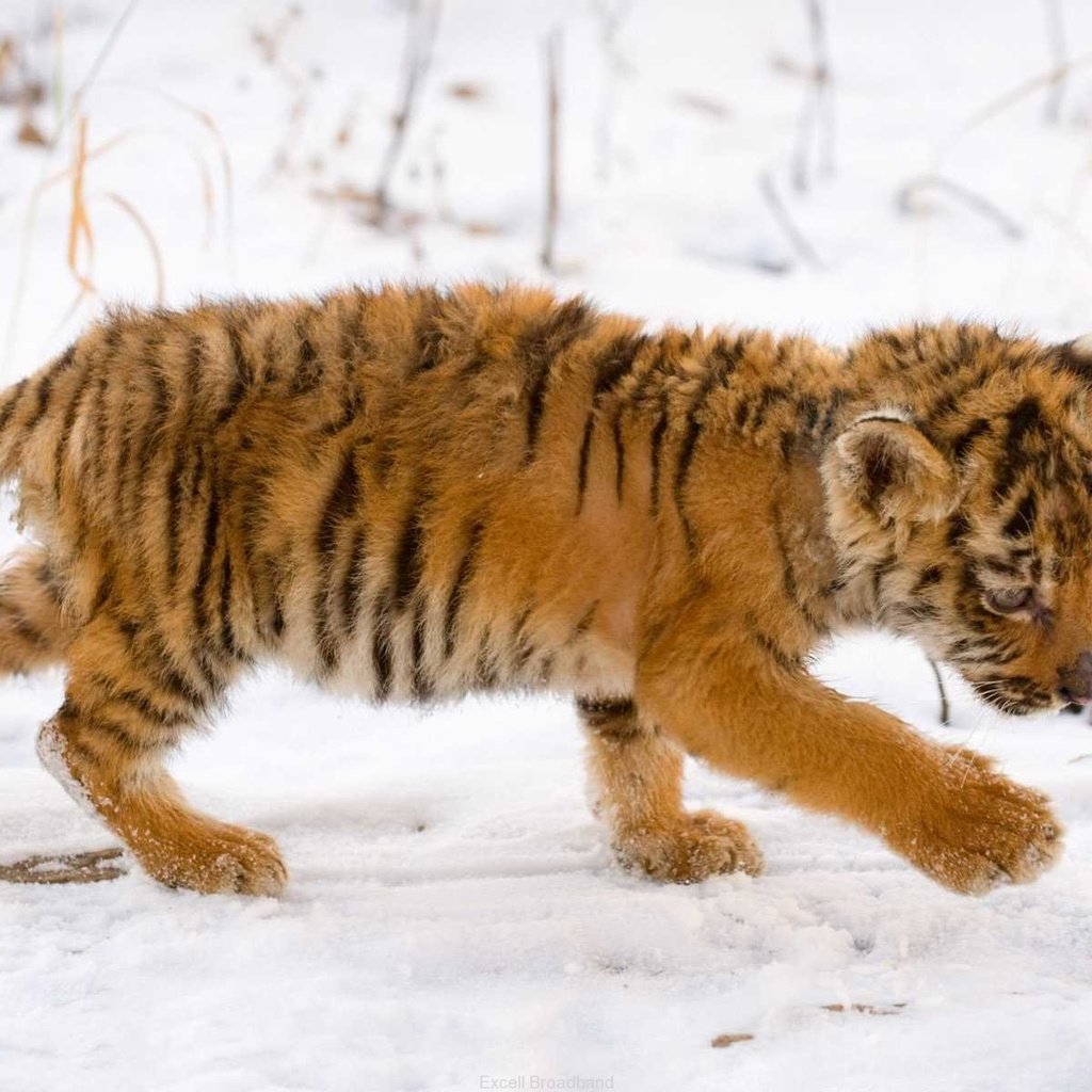Обои тигр, снег, тигренок, малыш, tiger, snow, baby разрешение 1920x1200 Загрузить