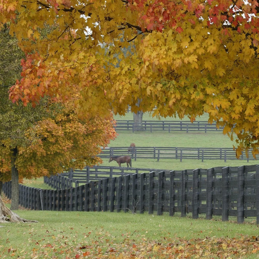 Обои трава, деревья, листья, забор, лошади, grass, trees, leaves, the fence, horse разрешение 2560x1600 Загрузить