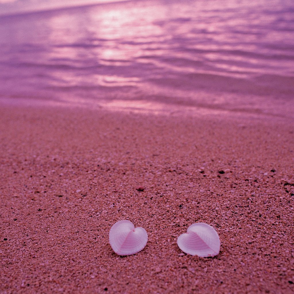 Обои берег, песок, пляж, сердце, ракушки, любовь, розовый, shore, sand, beach, heart, shell, love, pink разрешение 2560x1600 Загрузить