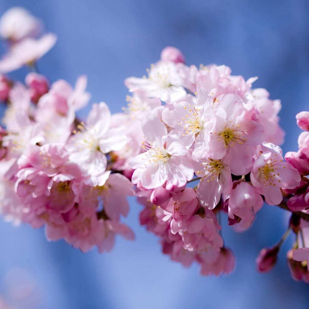 Обои небо, цветы, цветение, лепестки, весна, розовый, вишня, сакура, the sky, flowers, flowering, petals, spring, pink, cherry, sakura разрешение 3648x2736 Загрузить