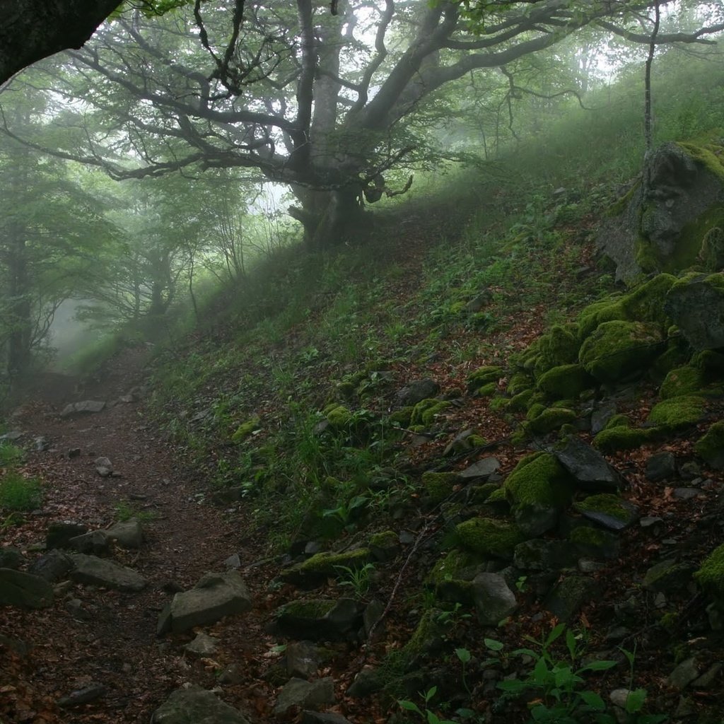 Обои деревья, камни, туман, тропа, trees, stones, fog, trail разрешение 1920x1200 Загрузить