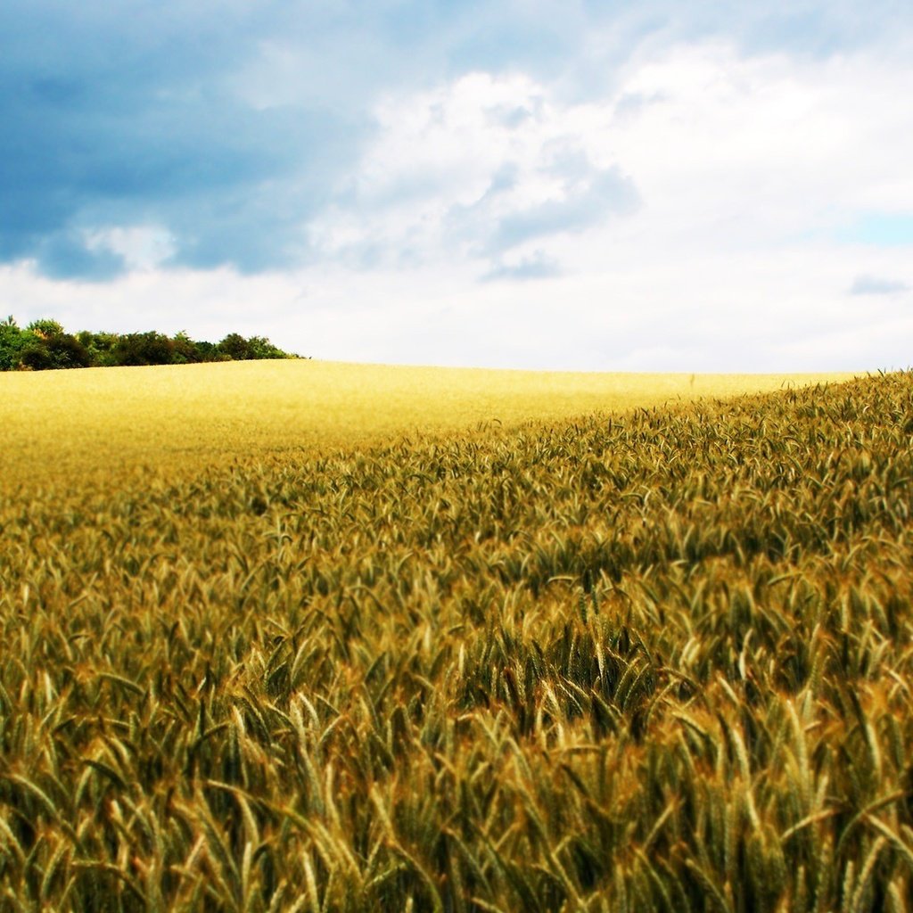 Обои небо, природа, поле, мир, рожь, the sky, nature, field, the world, rye разрешение 1920x1200 Загрузить