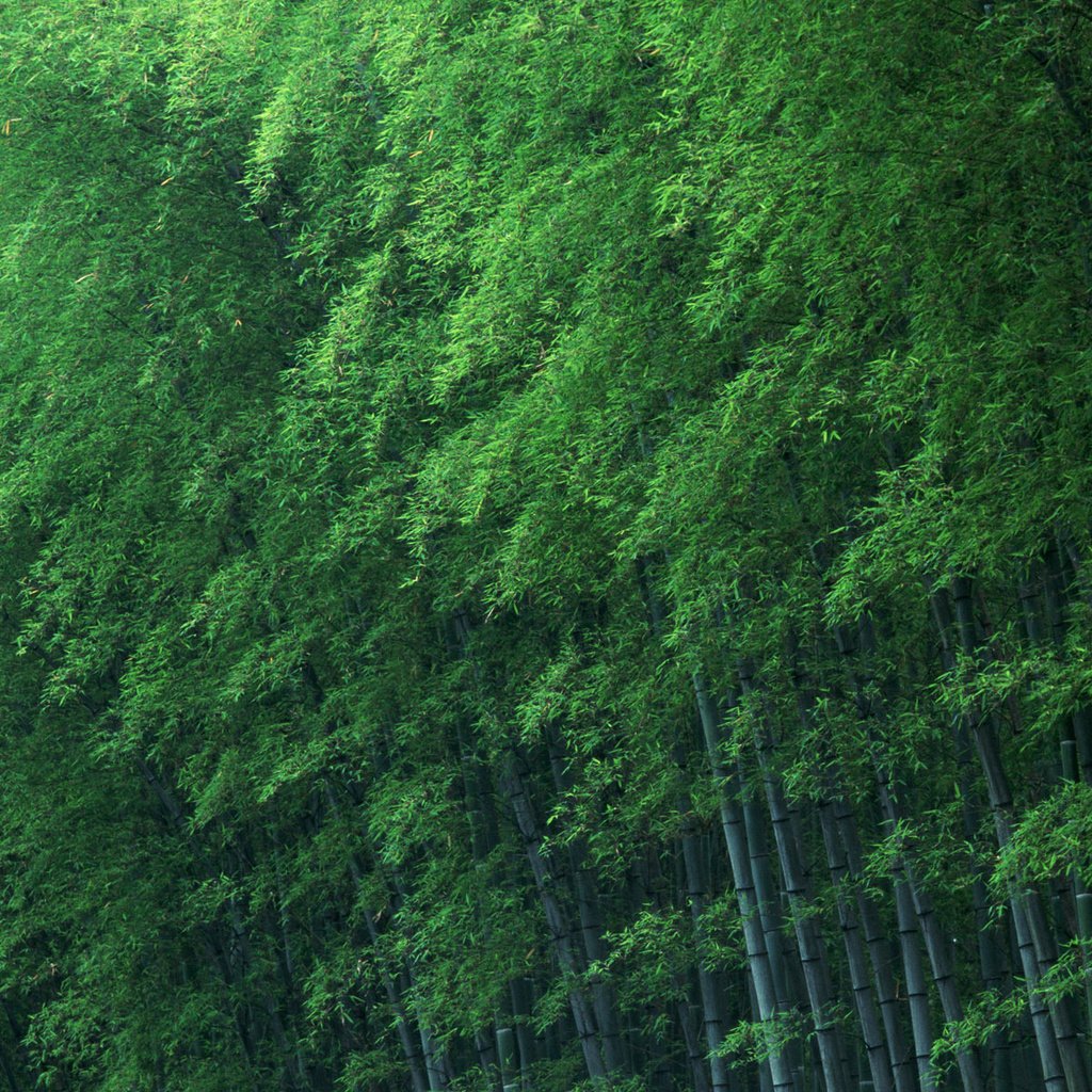 Обои деревья, зелёный, бамбук, trees, green, bamboo разрешение 1920x1200 Загрузить