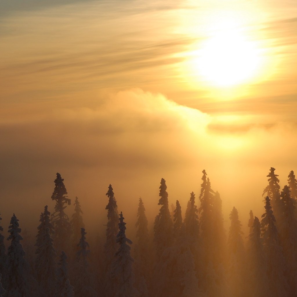 Обои деревья, солнце, зима, туман, trees, the sun, winter, fog разрешение 1920x1200 Загрузить