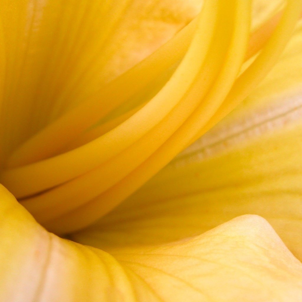 Обои желтый, макро, цветок, yellow, macro, flower разрешение 1920x1200 Загрузить