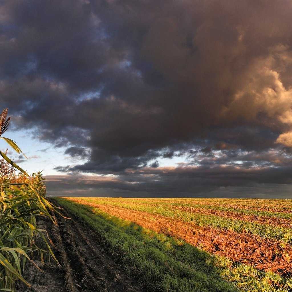 Обои облака, поле, кукуруза, clouds, field, corn разрешение 3200x1200 Загрузить