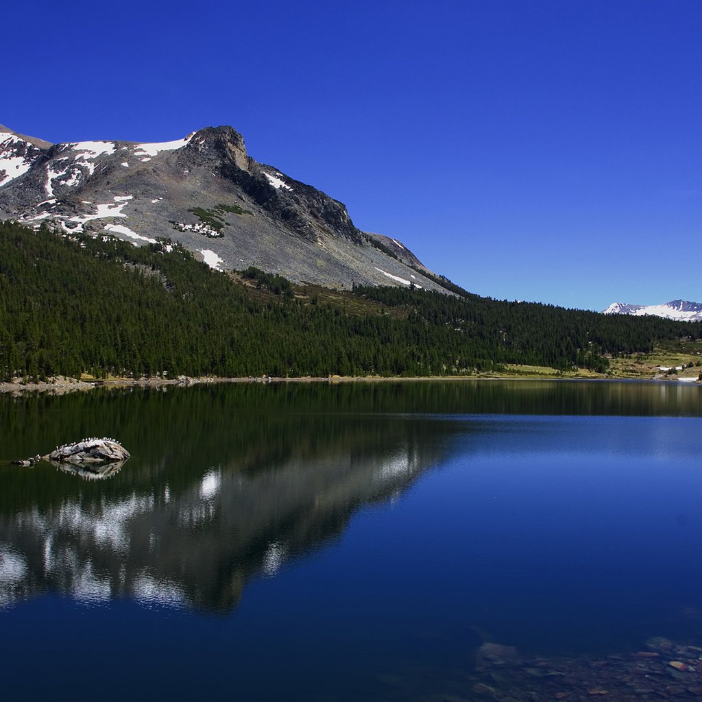 Обои небо, йосемити, облака, озеро тиога, tioga lake, деревья, озеро, горы, лес, лето, калифорния, the sky, yosemite, clouds, trees, lake, mountains, forest, summer, ca разрешение 1920x1080 Загрузить