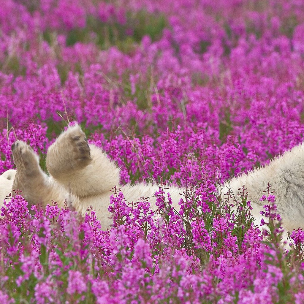 Обои цветы, полярный медведь, flowers, polar bear разрешение 1920x1200 Загрузить