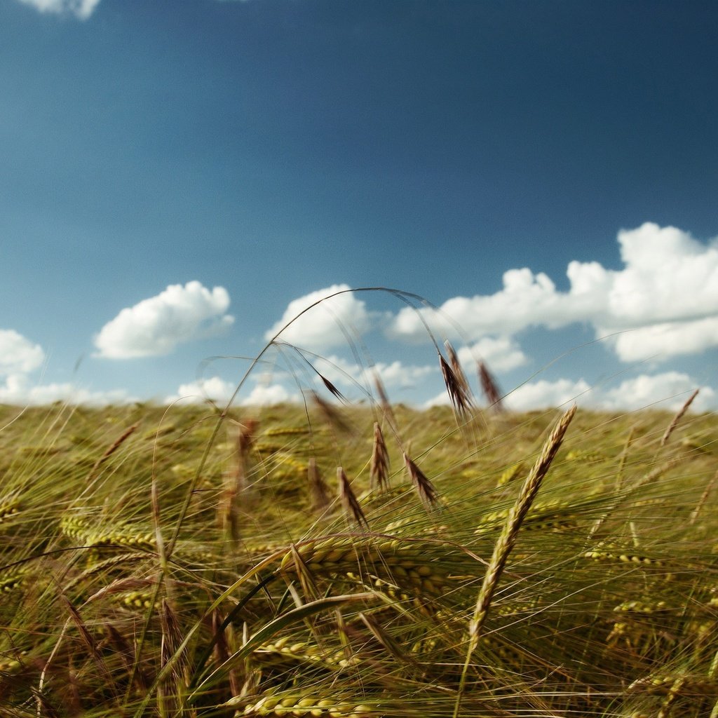 Обои небо, облака, поле, колосья, пшеница, the sky, clouds, field, ears, wheat разрешение 2560x1600 Загрузить