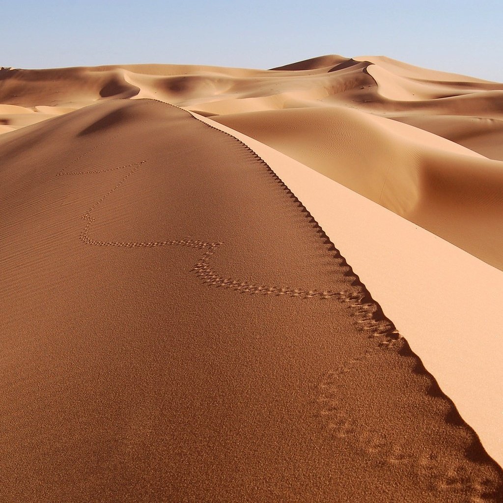 Обои песок, пустыня, следы, sand, desert, traces разрешение 1920x1080 Загрузить
