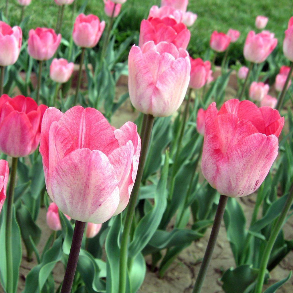 Обои тюльпаны, розовые, поле цветов, tulips, pink, field of flowers разрешение 1920x1200 Загрузить