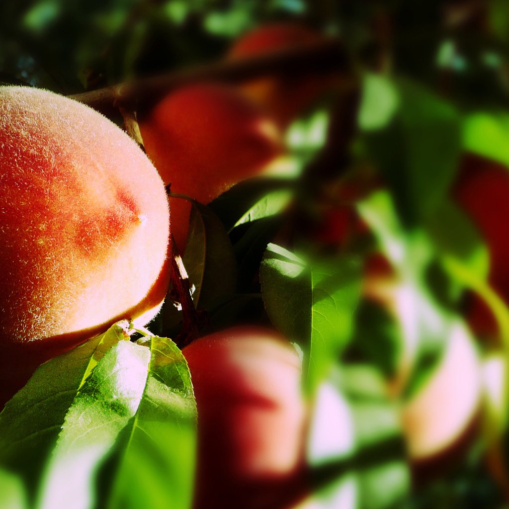 Обои листья, макро, лучи солнца, фрукты, плоды, персики, leaves, macro, the rays of the sun, fruit, peaches разрешение 1920x1080 Загрузить