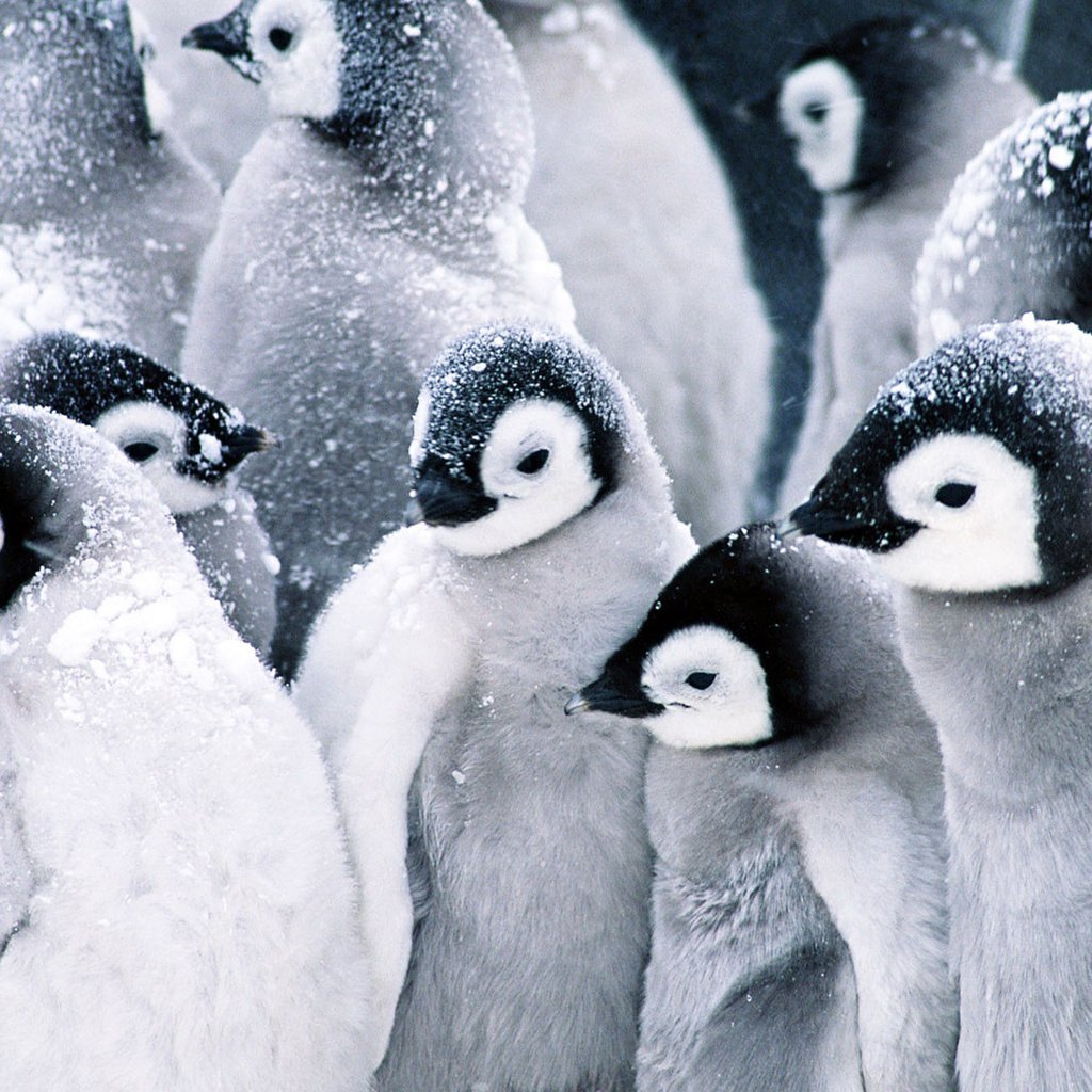 Обои снег, пингвины, детские, snow, penguins, baby разрешение 1920x1080 Загрузить