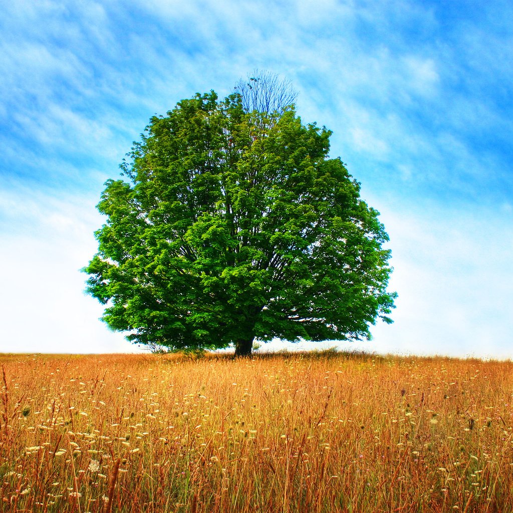 Обои небо, дерево, поле, the sky, tree, field разрешение 2560x1600 Загрузить