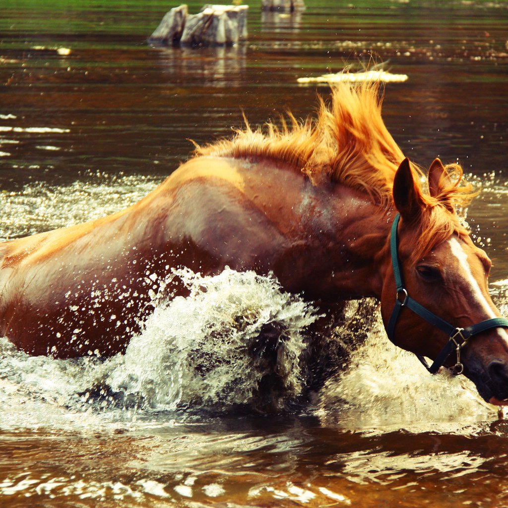 Обои лошадь, вода, озеро, брызги, всплеск, крокодил догоняет, horse, water, lake, squirt, splash, crocodile catches разрешение 4272x2848 Загрузить