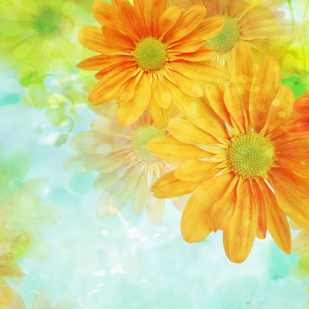 Обои цветы, обои, фон, светлый, flowers, wallpaper, background, light разрешение 1920x1200 Загрузить