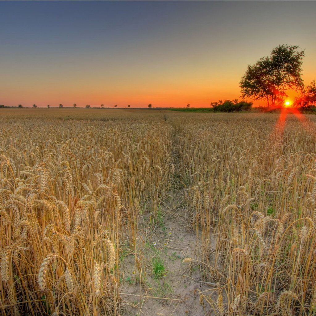 Обои солнце, закат, поле, пшеница, the sun, sunset, field, wheat разрешение 1944x1311 Загрузить