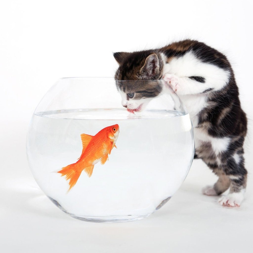 Обои котенок, белый, аквариум, рыбка, kitty, white, aquarium, fish разрешение 1920x1200 Загрузить