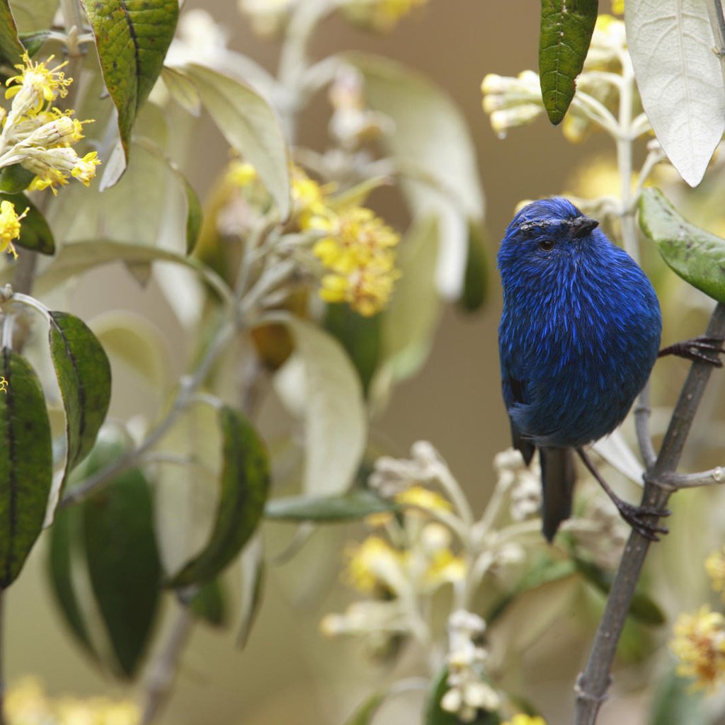 Обои цветы, ветка, птичка, flowers, branch, bird разрешение 1920x1080 Загрузить