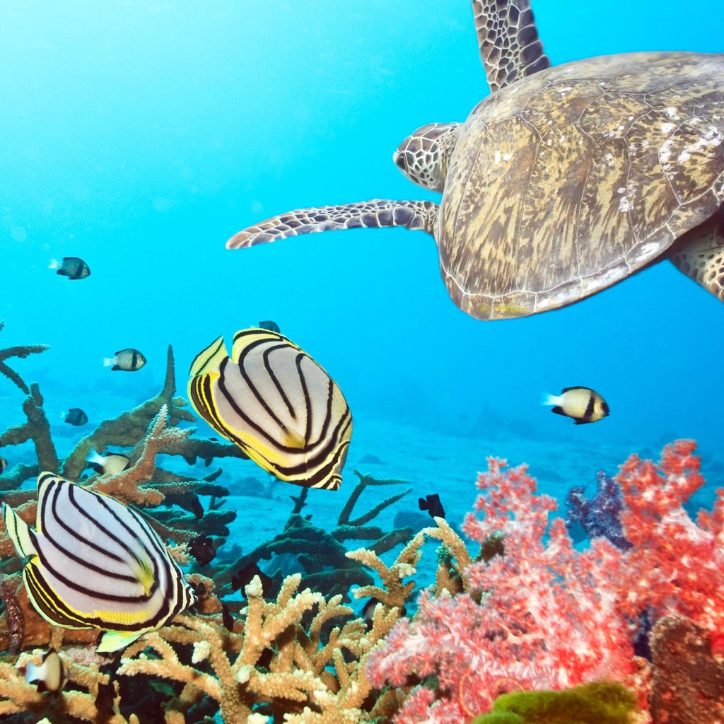 Обои море, рыбки, черепаха, кораллы, sea, fish, turtle, corals разрешение 2560x1600 Загрузить