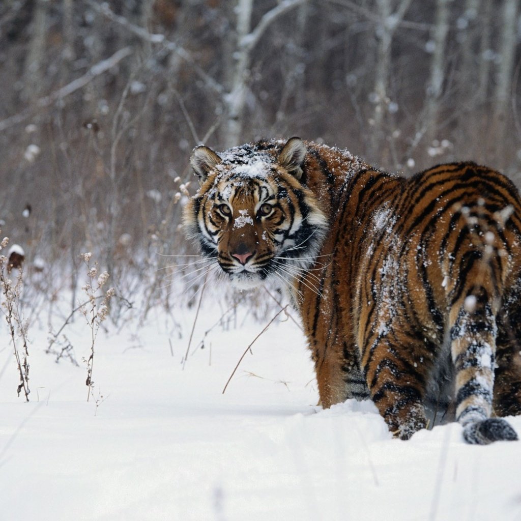 Обои тигр, снег, зима, tiger, snow, winter разрешение 1920x1200 Загрузить