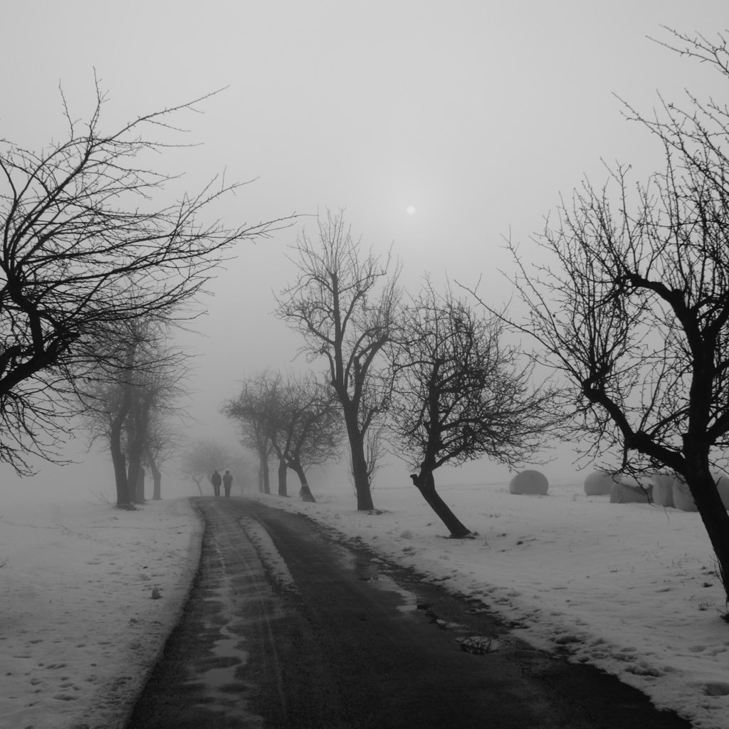 Обои дорога, деревья, зима, чёрно-белое, road, trees, winter, black and white разрешение 2560x1600 Загрузить