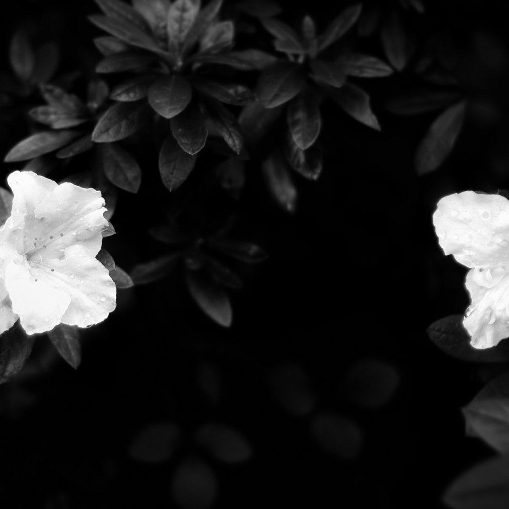 Обои листья, лепестки, чёрно-белое, белые, темнота, leaves, petals, black and white, white, darkness разрешение 1920x1200 Загрузить