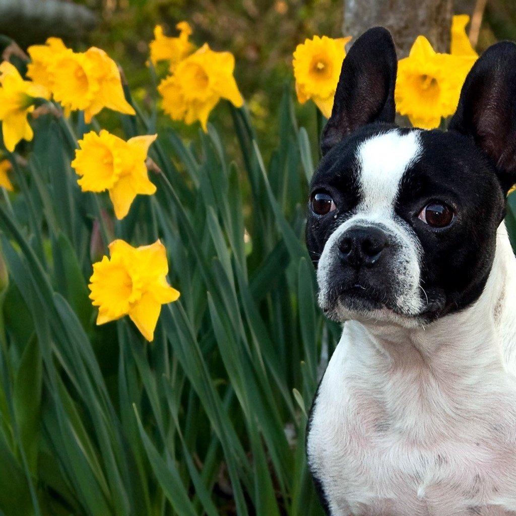 Обои морда, цветы, макро, нарциссы, face, flowers, macro, daffodils разрешение 1920x1200 Загрузить