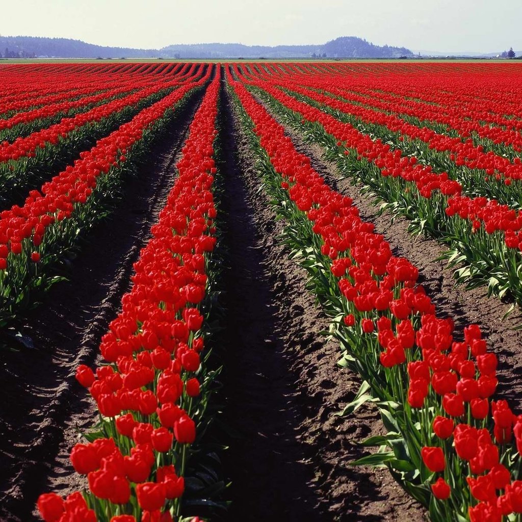 Обои поле, панорама, тюльпаны, field, panorama, tulips разрешение 3750x1200 Загрузить