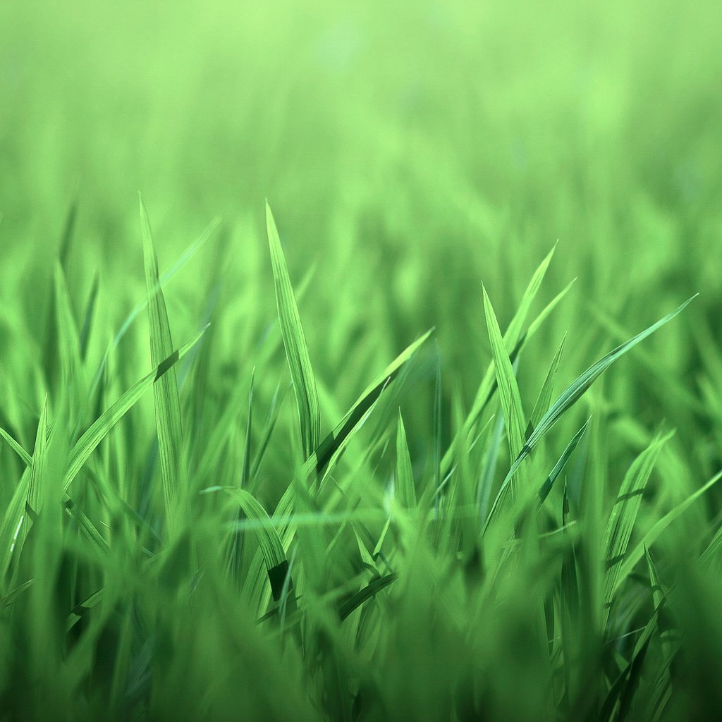 Обои трава, природа, листочки, зеленая, grass, nature, leaves, green разрешение 1920x1280 Загрузить